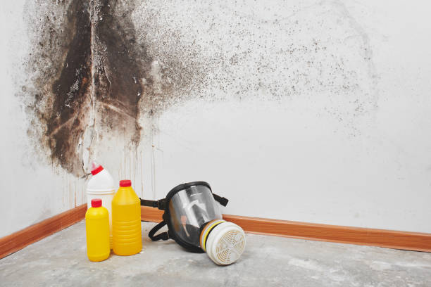 Best Black Mold Removal  in Connerton, FL