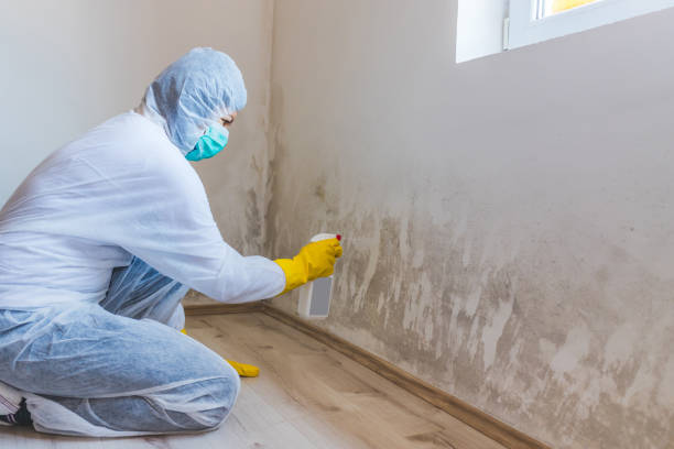 Crawl Space Mold Removal in Connerton, FL