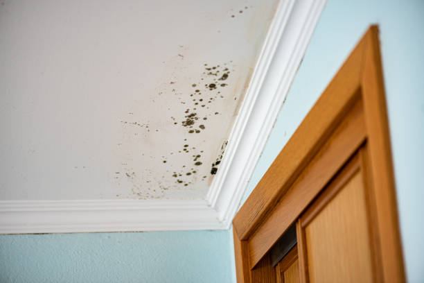 Best Mold Testing  in Connerton, FL