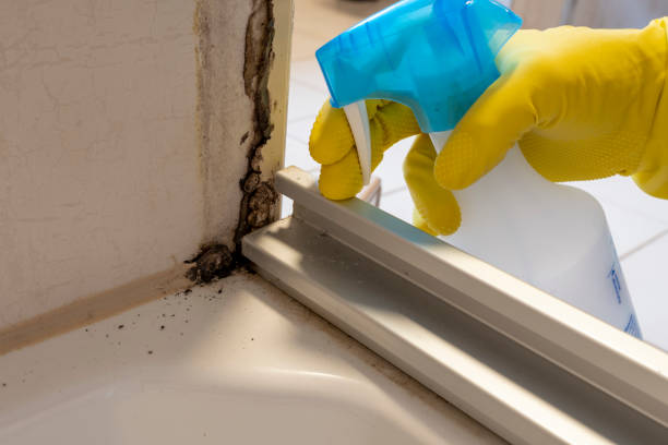 Best Certified Mold Removal  in Connerton, FL