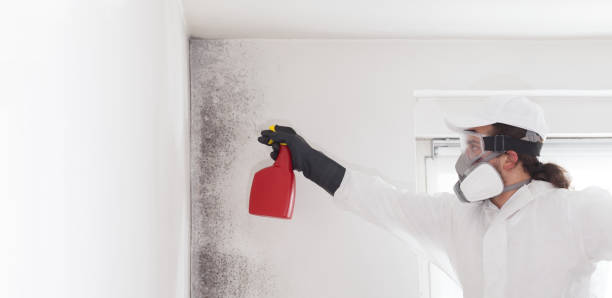 Best Best Mold Removal Companies  in Connerton, FL