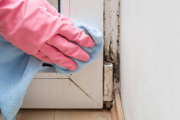 Best Mold Testing and Removal  in Connerton, FL