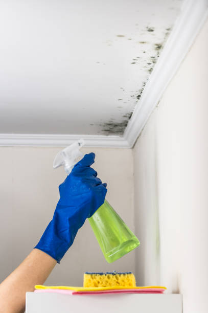 Best Home Mold Removal  in Connerton, FL