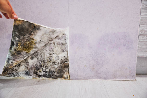 Best Professional Mold Removal  in Connerton, FL